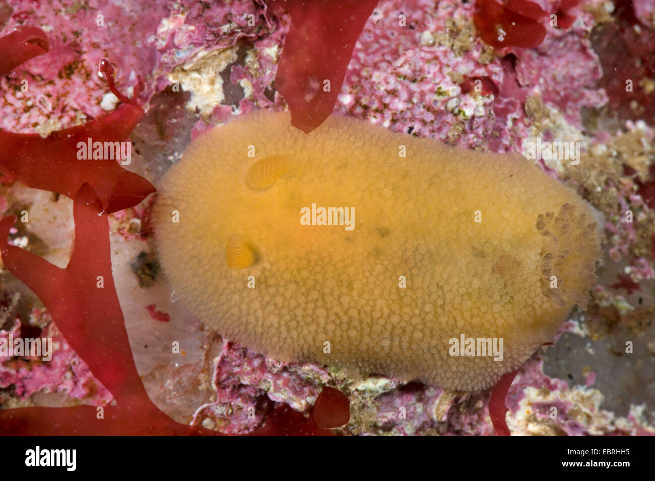 Mar limón (Doris pseudoargus, Archidoris pseudoargus, Archidoris tuberculata) Foto de stock