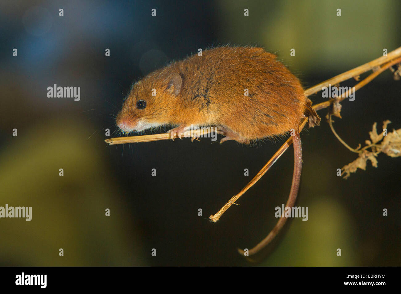 Cosecha del viejo mundo ratón (Micromys minutus), sentado en un tallo hojas secas Foto de stock