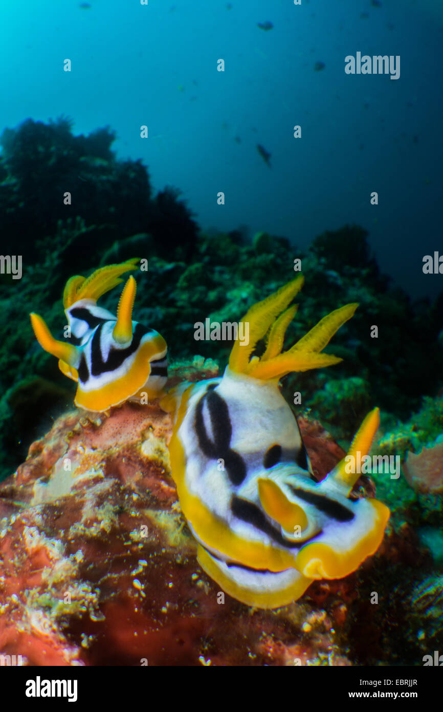 Escena subacuática de Nudibranch en arrecifes de coral tropicales en Filipinas Foto de stock
