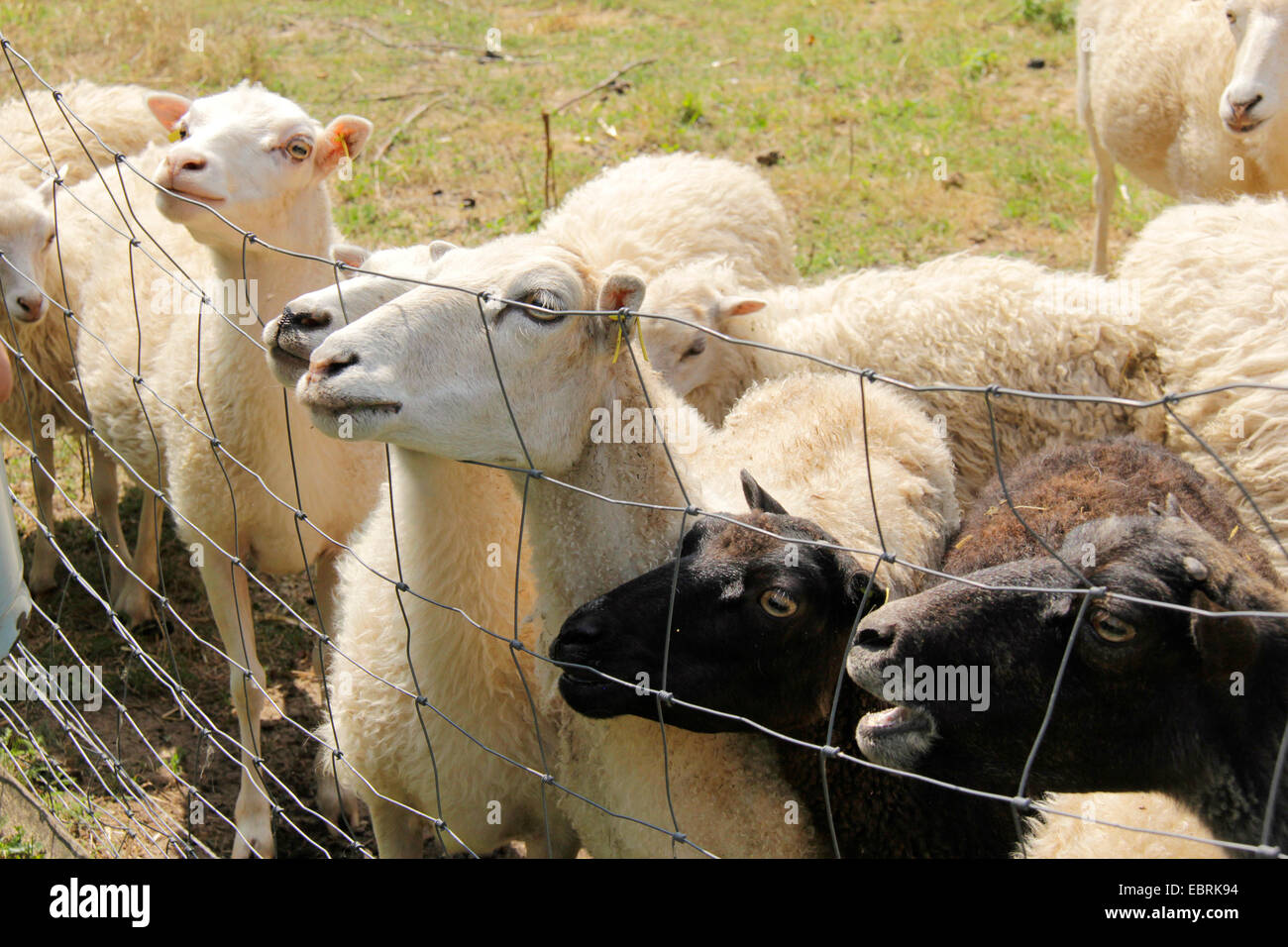 Skudde ovejas (Ovis ammon f. aries), ovejas hambrientas en la valla, Alemania, Brandeburgo Foto de stock