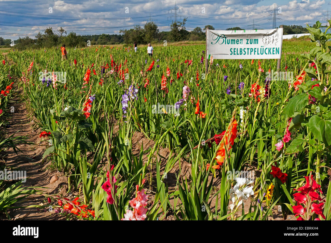 Gladiolo (Gladiolus Grandiflorus-Hybriden), flores en un campo para la auto-picking, Alemania, Hesse. Foto de stock