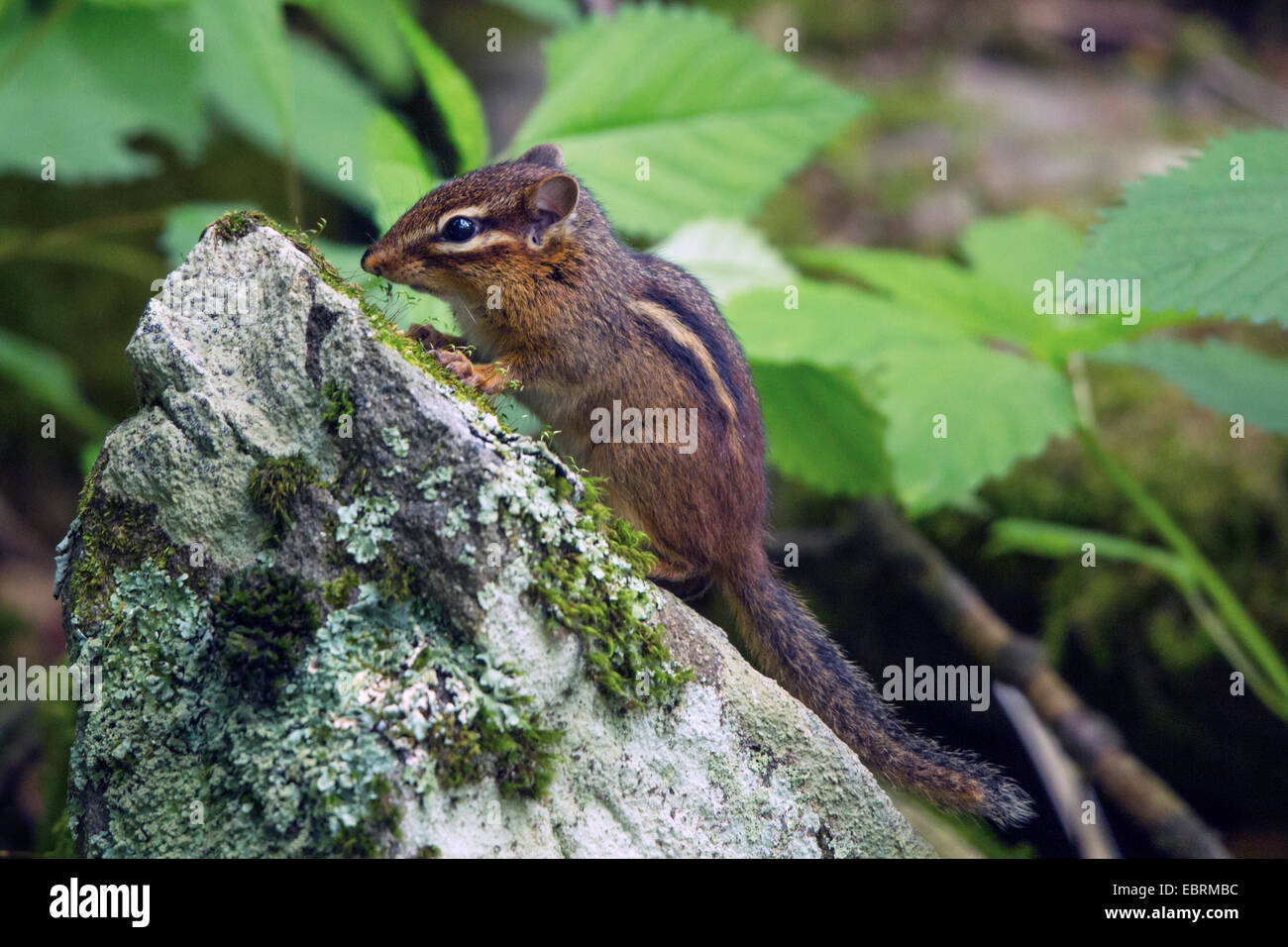 Chipmunk Oriental Americana (Tamias striatus), sentado en una piedra de musgo, EE.UU., Tennessee, Great Smoky Mountains National Park Foto de stock