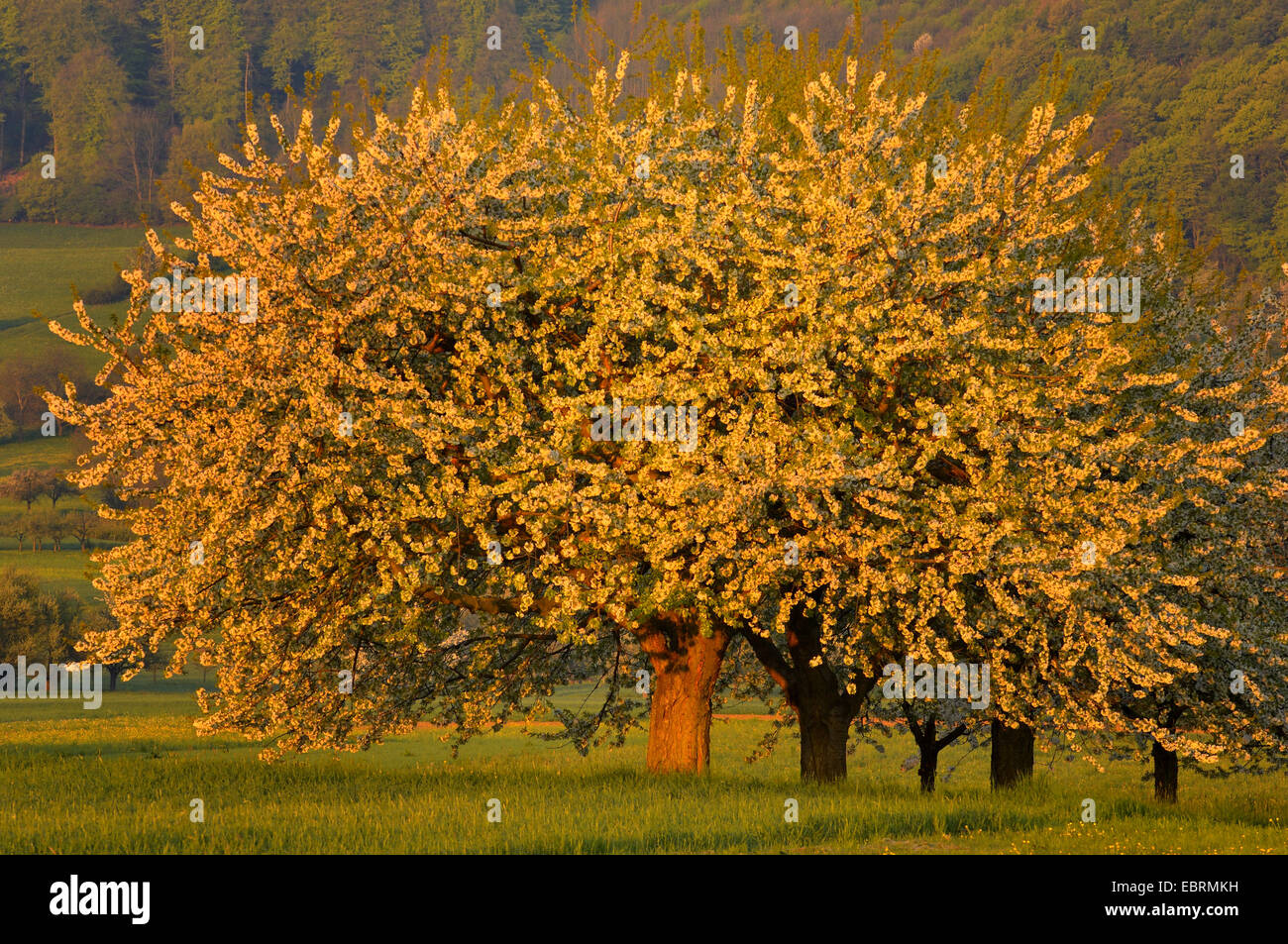 Cerezo, cerezo dulce (Prunus avium), grupo de árboles florecientes en las primeras horas de la mañana Foto de stock