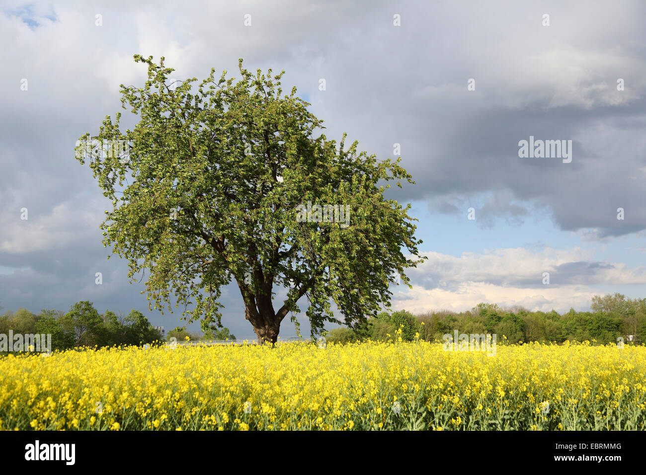 Cerezo, cerezo dulce (Prunus avium), cerezo en flor de campo de violación, Alemania Foto de stock