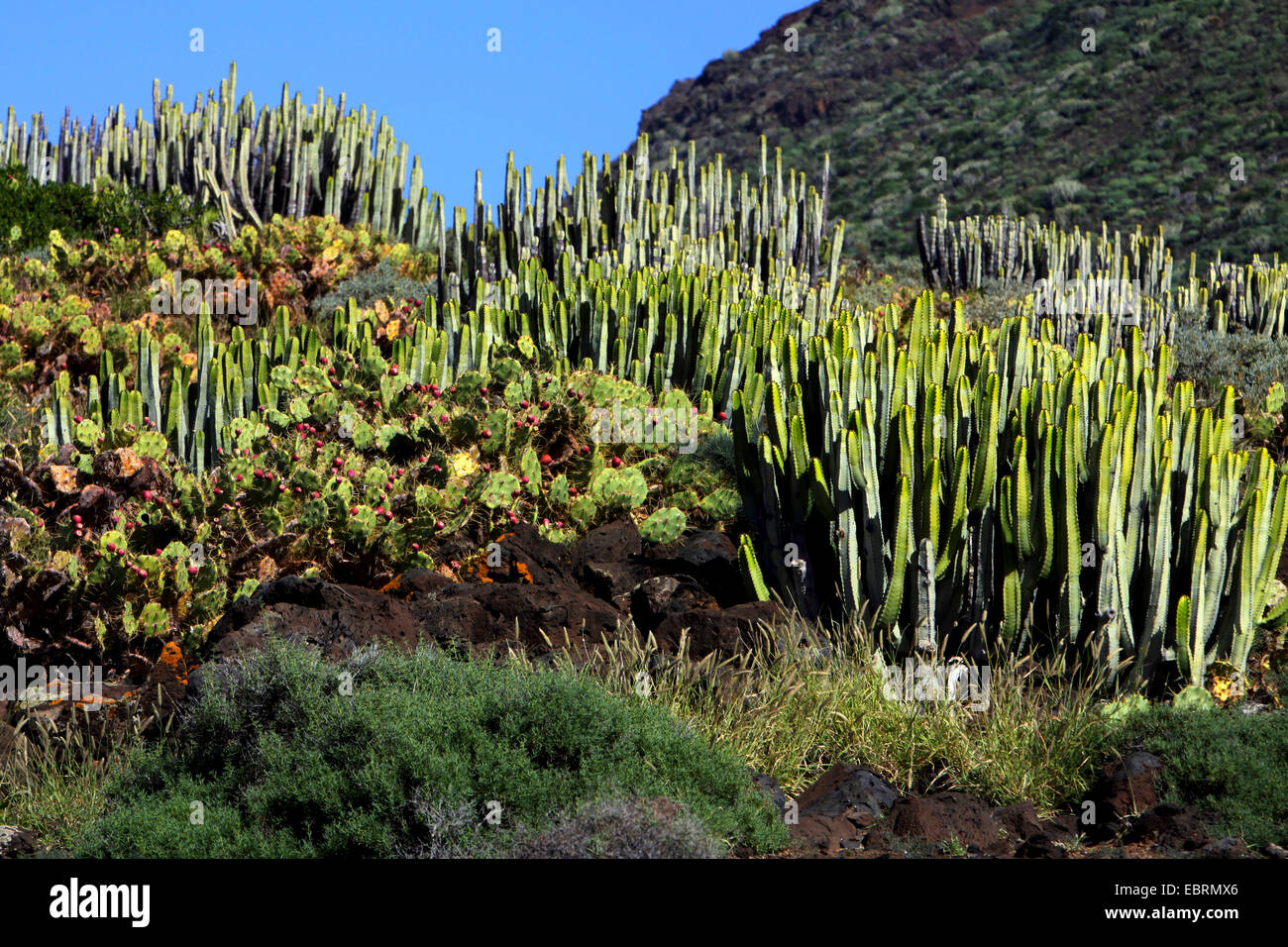 Islas Canarias expurgo (Euphorbia canariensis), típica vegegation con Opuncias y expurgo de las Islas Canarias, Islas Canarias, Tenerife, Punta de Teno, Buenavista del Norte Foto de stock