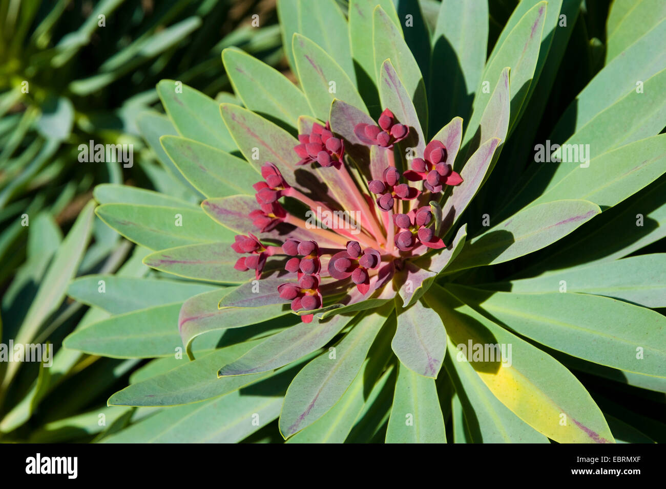 Flores púrpura expurgo (Euphorbia atropurpurea), inflorescencia, Islas Canarias, Gran Canaria Foto de stock