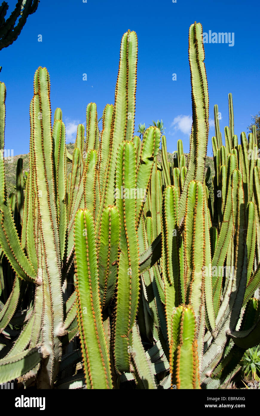 Islas Canarias expurgo (Euphorbia canariensis), Islas Canarias, Gran Canaria Foto de stock