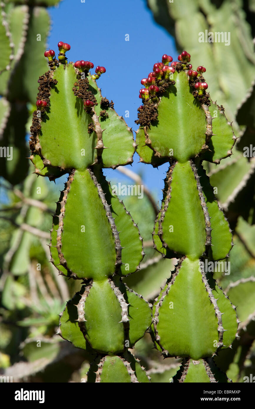 Transvaal caldelabra tree (Euphorbia cooperi), con frutas, Islas Canarias, Gran Canaria Foto de stock