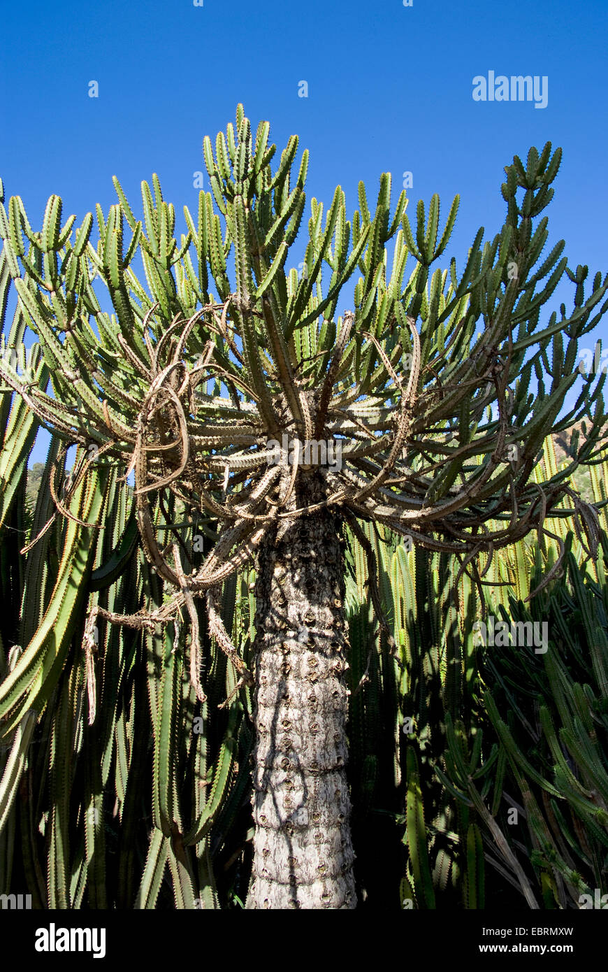 Expurgo (Euphorbia tetragona), Islas Canarias, Gran Canaria Foto de stock