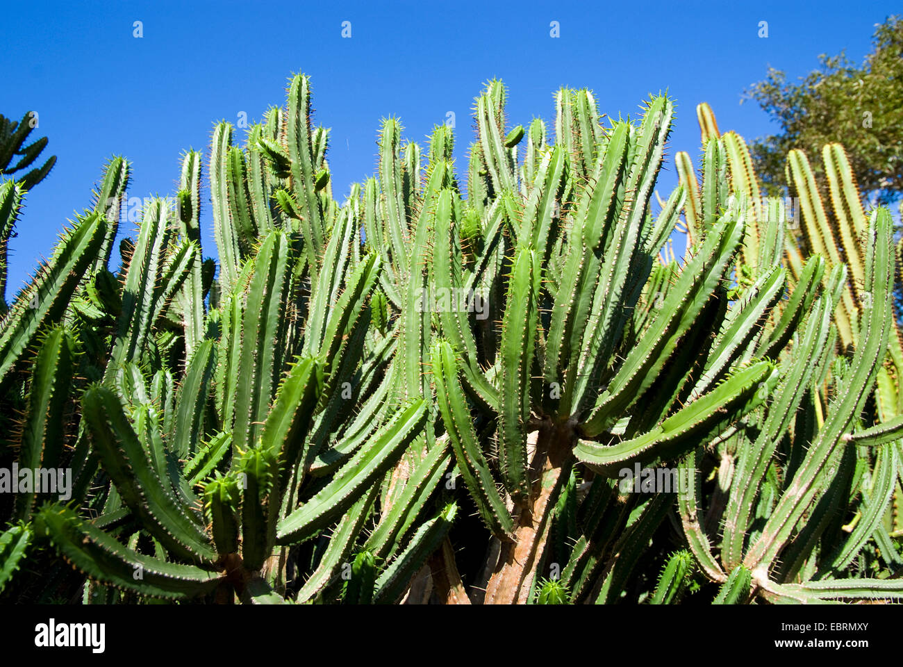 Expurgo (Euphorbia pentagona), Islas Canarias, Gran Canaria Foto de stock