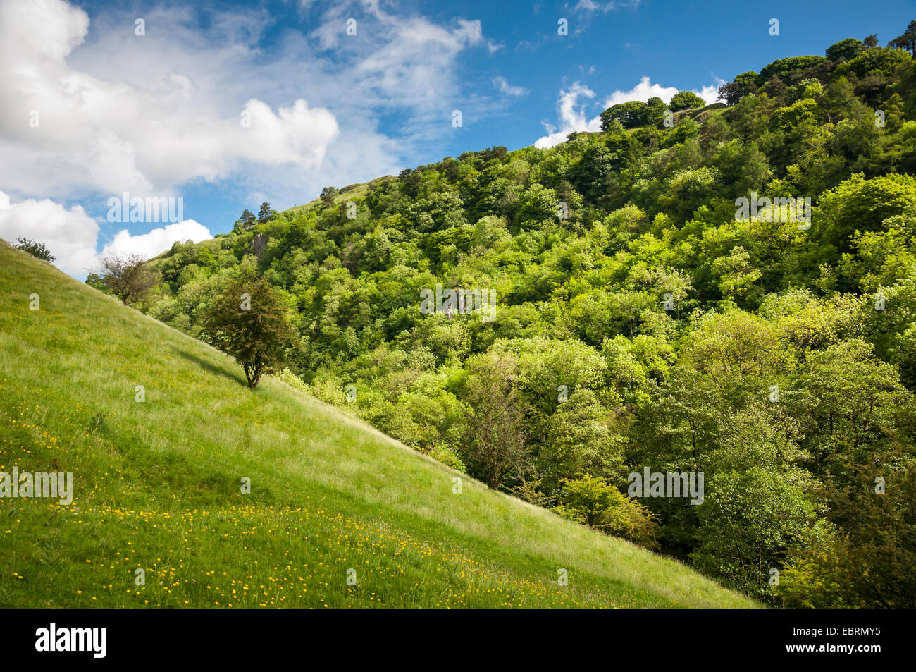 Dale Wolfscote en la frontera de Derbyshire y Staffordshire. Hermoso paisaje de verano con las verdes colinas. Foto de stock