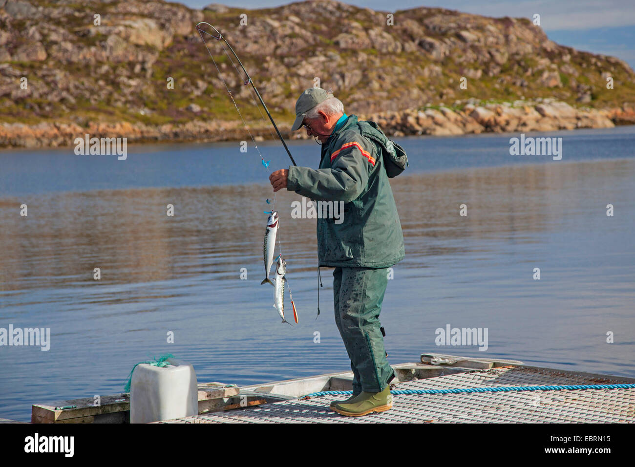 Caballa, común la caballa (Scomber scombrus), pescador pesca en Boardwalk, Noruega, Hitra Foto de stock