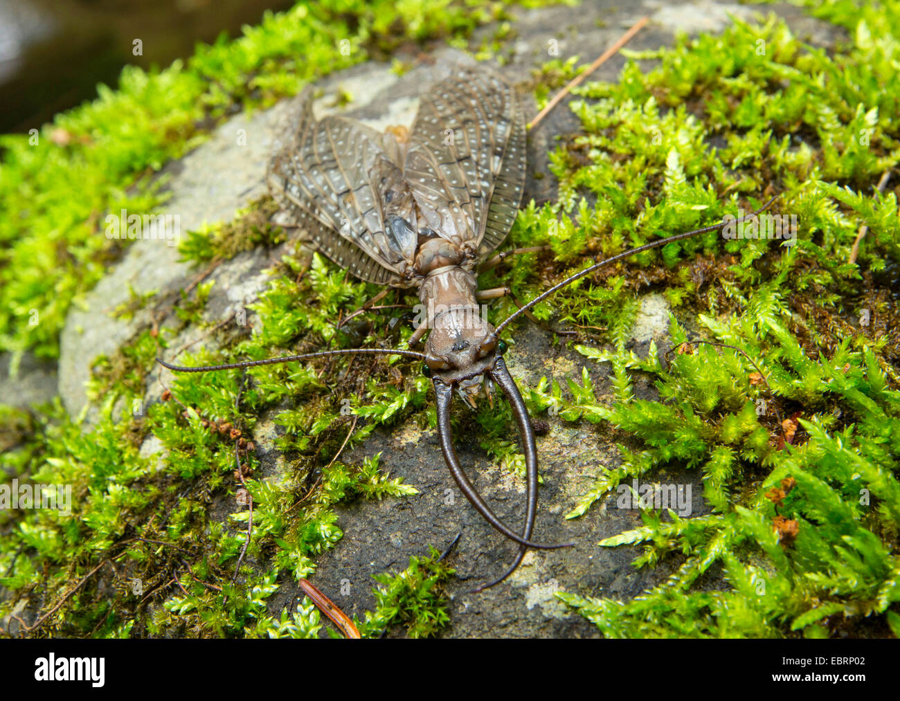Dobsonfly oriental (Corydalus cornutus ), macho en Moss, EE.UU., Tennessee, Great Smoky Mountains National Park Foto de stock