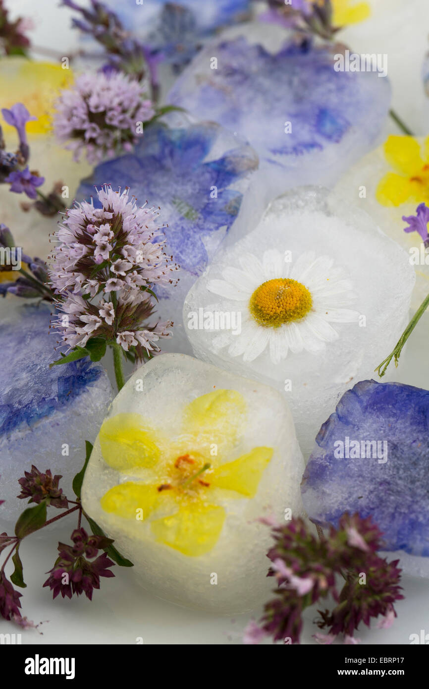 Blossom cubitos de hielo, con aroma de flores comestibles Foto de stock
