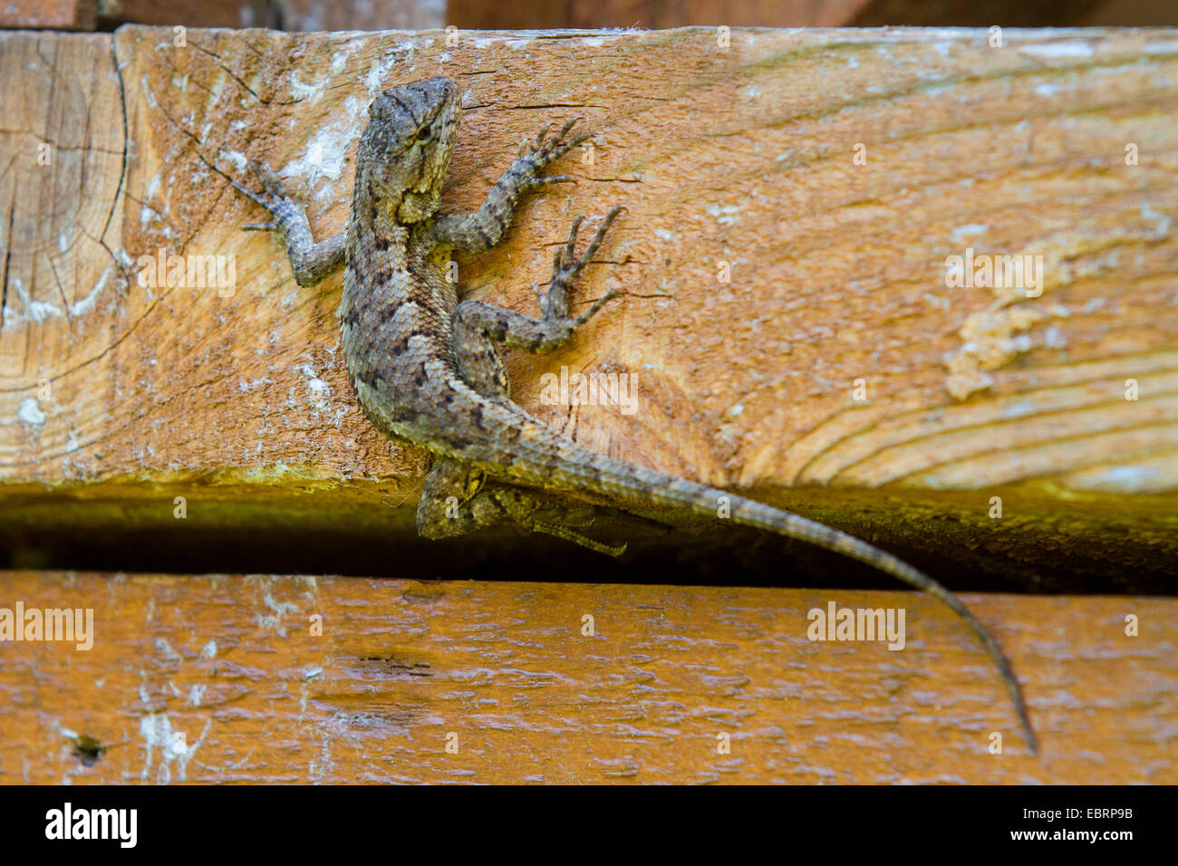 Valla lagarto, lagarto cerco oriental (Sceloporus undulatus), sentada en el suelo de madera, EE.UU., Tennessee, Great Smoky Mountains National Park Foto de stock