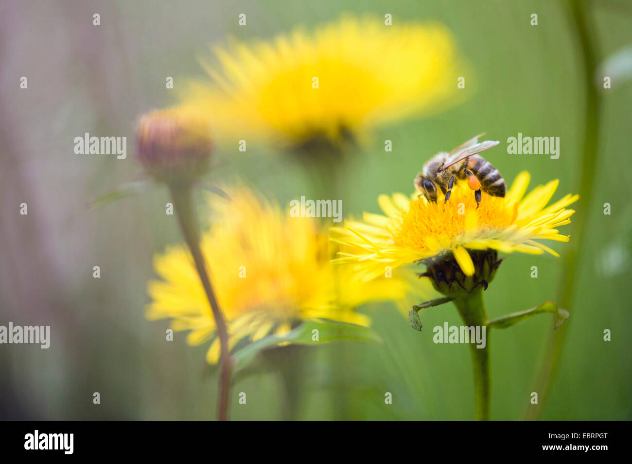 Miel de abeja, colmena de abejas (Apis mellifera mellifera), recoge el polen, Alemania, Hesse. Foto de stock