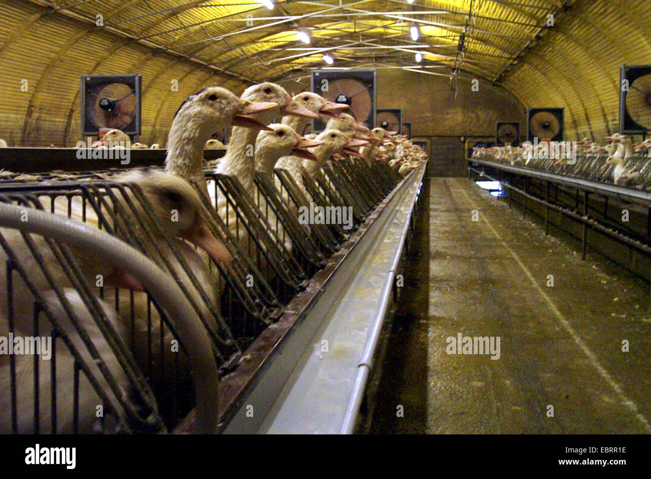 Domestic Duck (Anas platyrhynchos f. domestica), infinidad de aves en las granjas industriales y de engorde, fijo en apretadas jaulas para facilitar la cebadura, Alemania Foto de stock