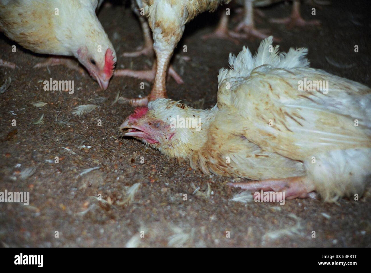 Las gallinas (Gallus gallus f. domestica), pollos parrilleros atascado juntos en una casa de gallina en estado desolado. En el primer plano de uno de muchas aves mueren durante la agricultura industrial. , Alemania, Foto de stock