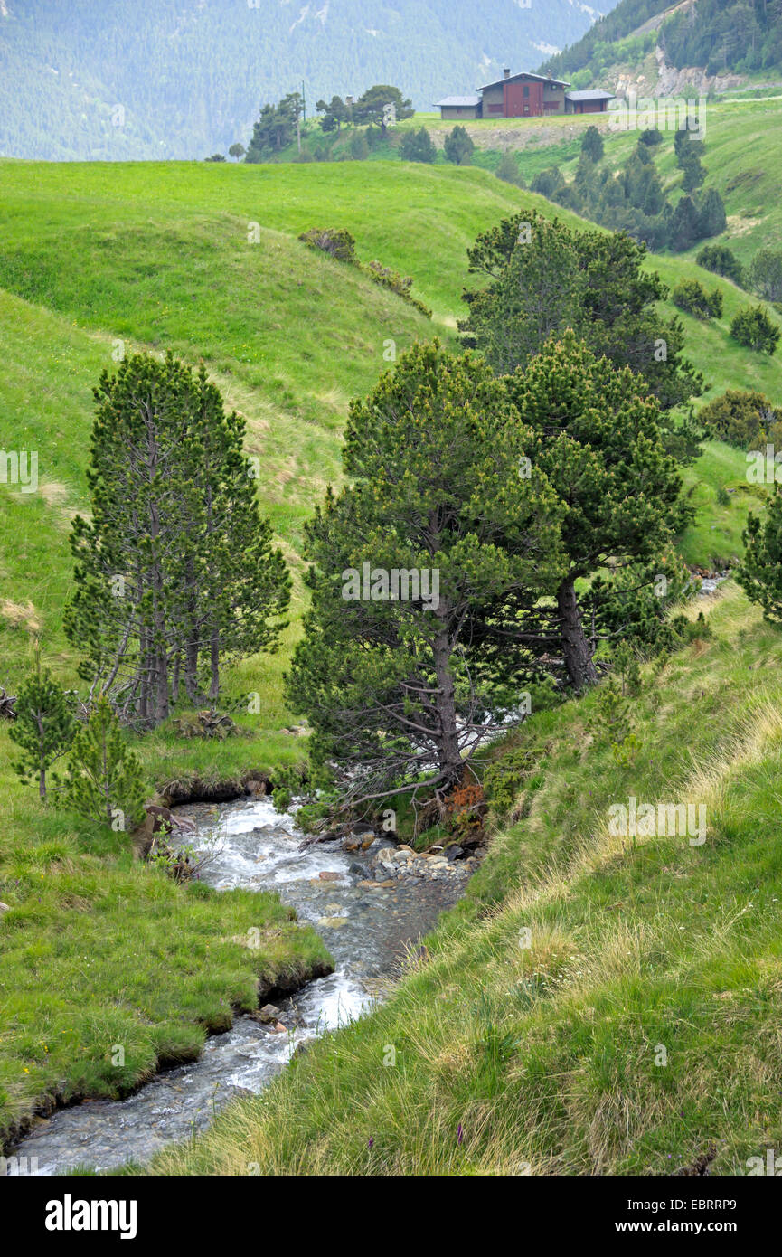 Mountain Pine, pino mugo (Pinus uncinata, Pinus mugo ssp. uncinata), en los Pirineos, Andorra, Andorra, Col de Ordino, La Vella Foto de stock