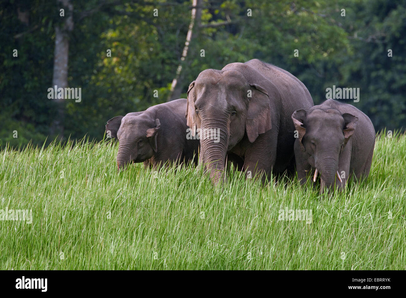 El elefante asiático, el elefante asiático (Elephas maximus), tres elefantes pastando, Tailandia, Parque Nacional de Khao Yai Foto de stock
