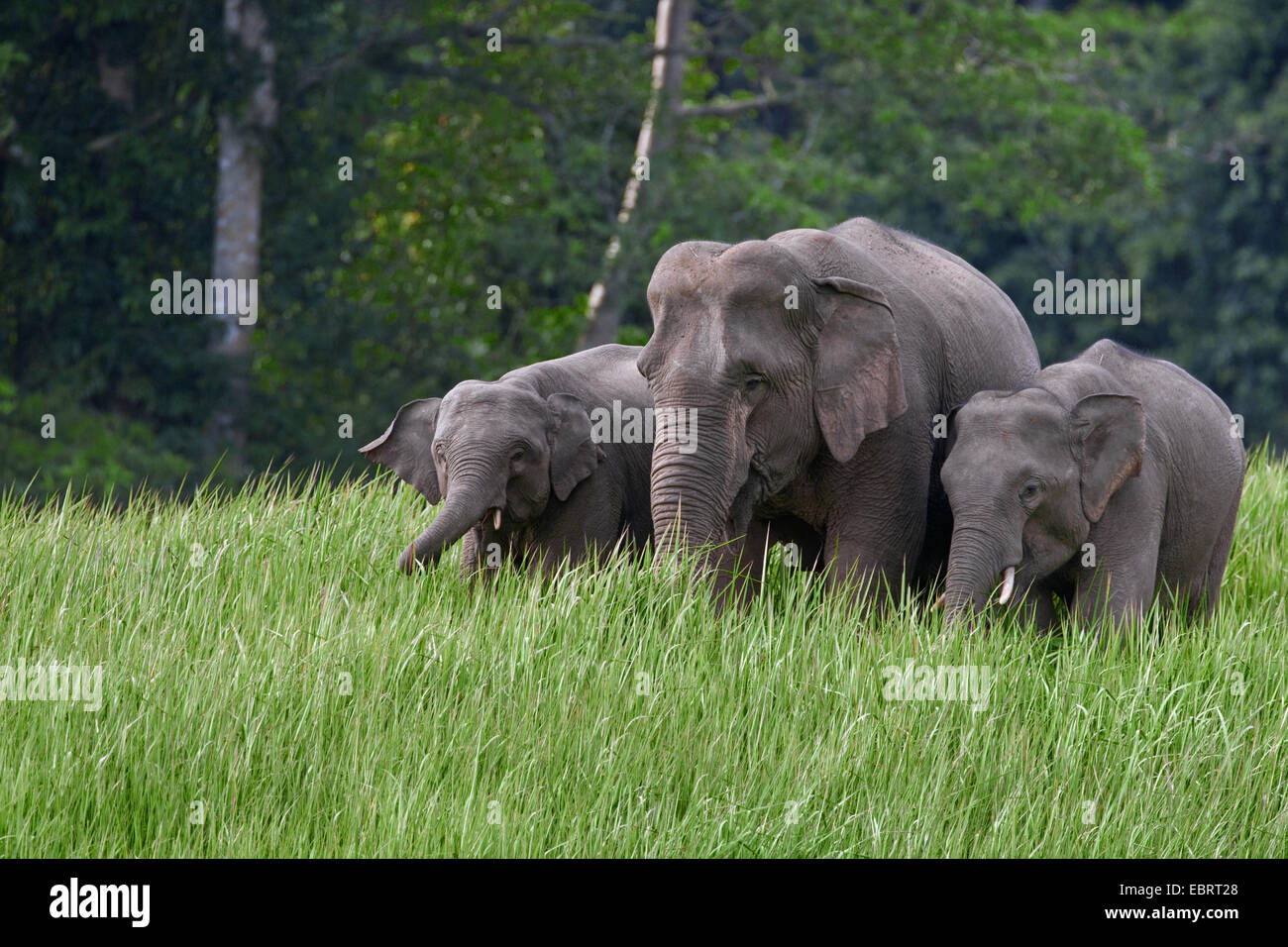 El elefante asiático, el elefante asiático (Elephas maximus), tres elefantes pastando, Tailandia, Parque Nacional de Khao Yai Foto de stock