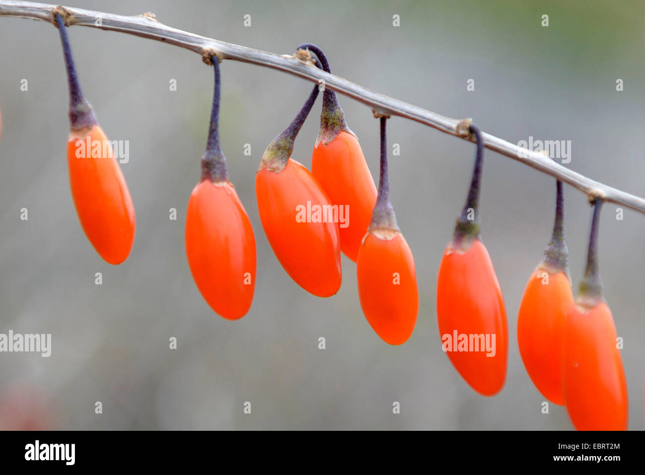 Bayas de Goji chino, común matrimonio vid (Lycium barbarum 'Grande', Lycium barbarum Lifeberry Lifeberry Grande), Goji Bayas, cultivar grandes Lifeberry Foto de stock