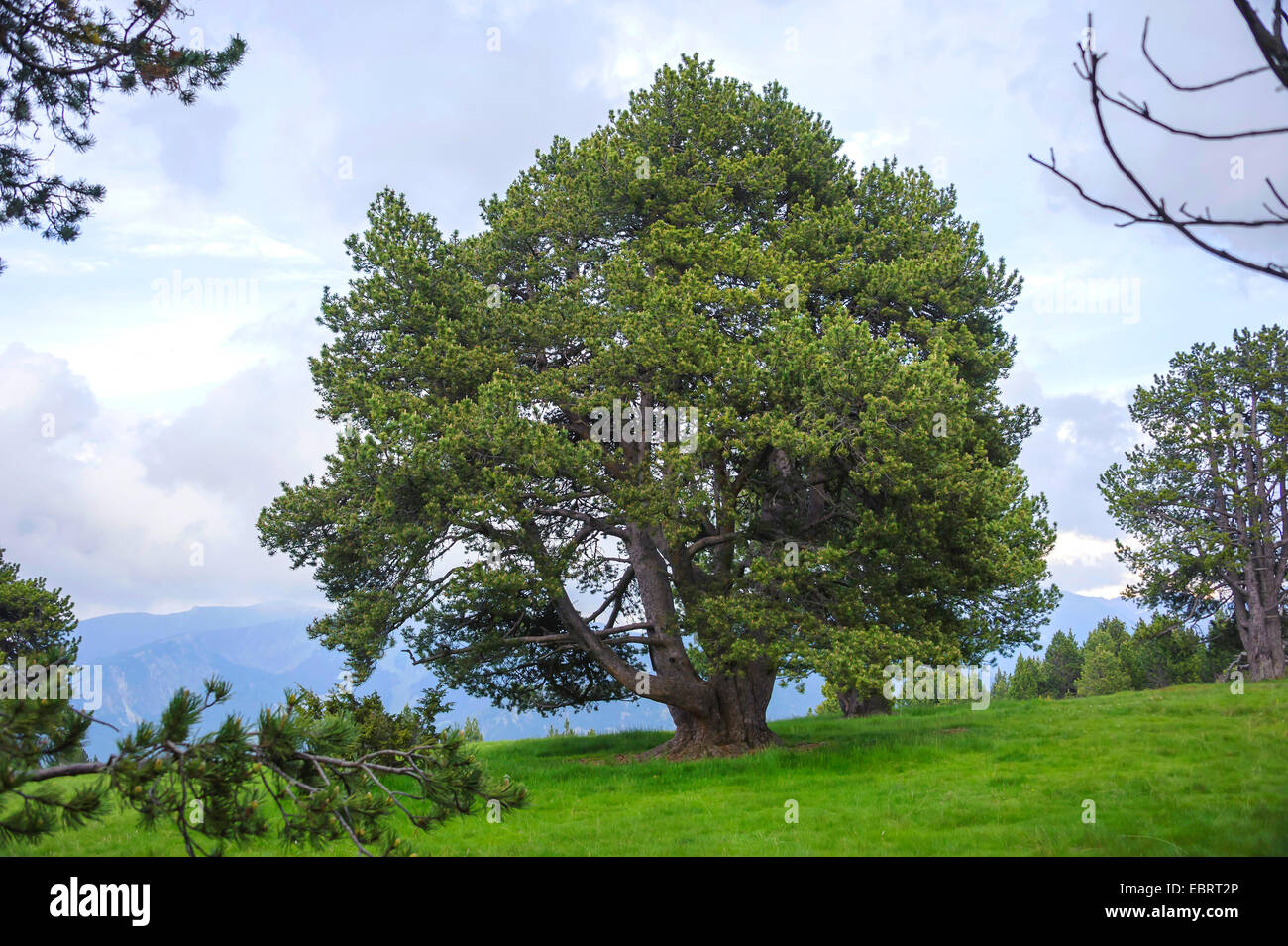 Mountain Pine, pino mugo (Pinus uncinata, Pinus mugo ssp. uncinata), en los Pirineos, Andorra, Andorra, Col de Ordino, La Vella Foto de stock