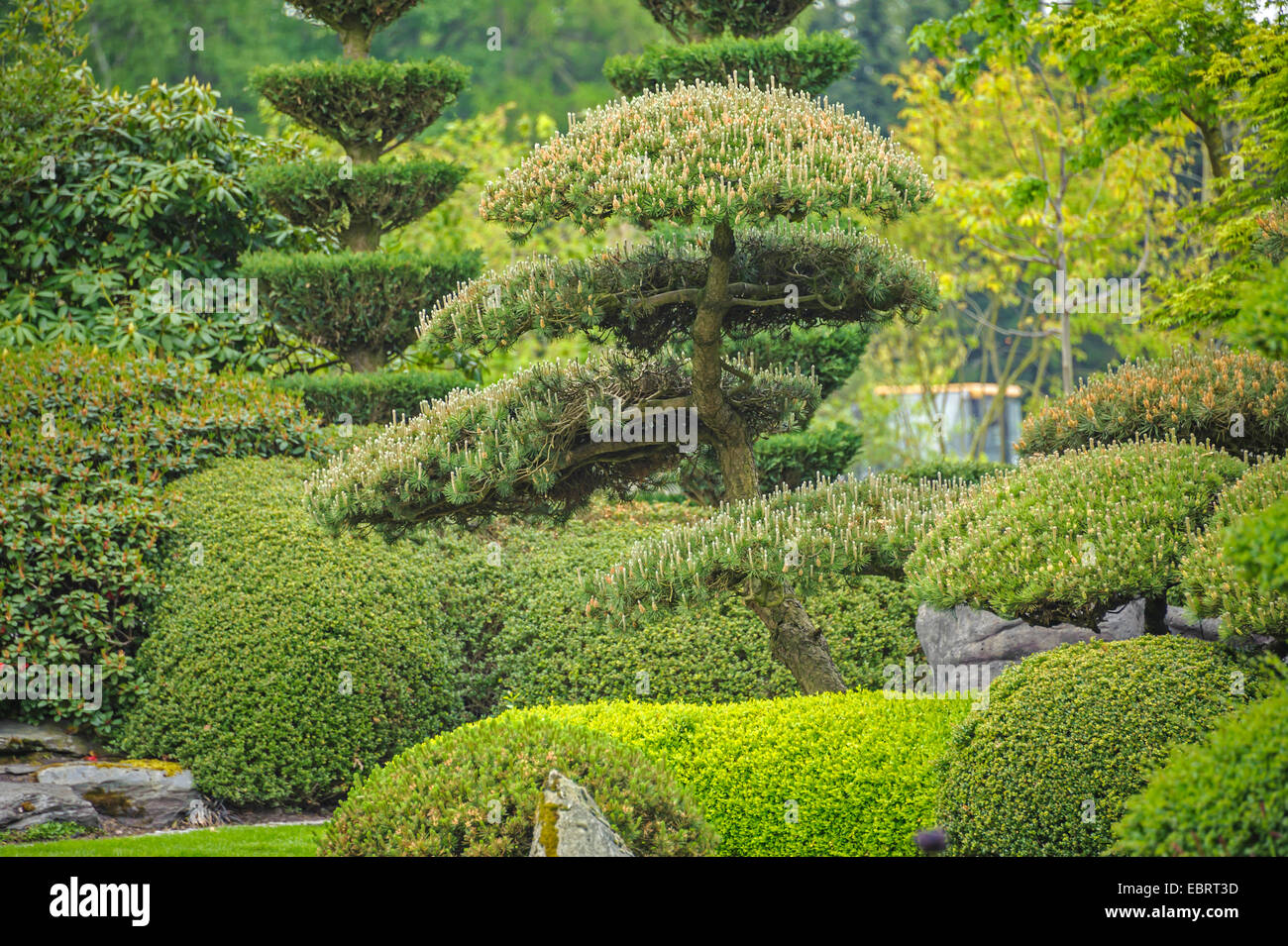 Mountain Pine, pino mugo (Pinus mugo), jardín japonés. Foto de stock