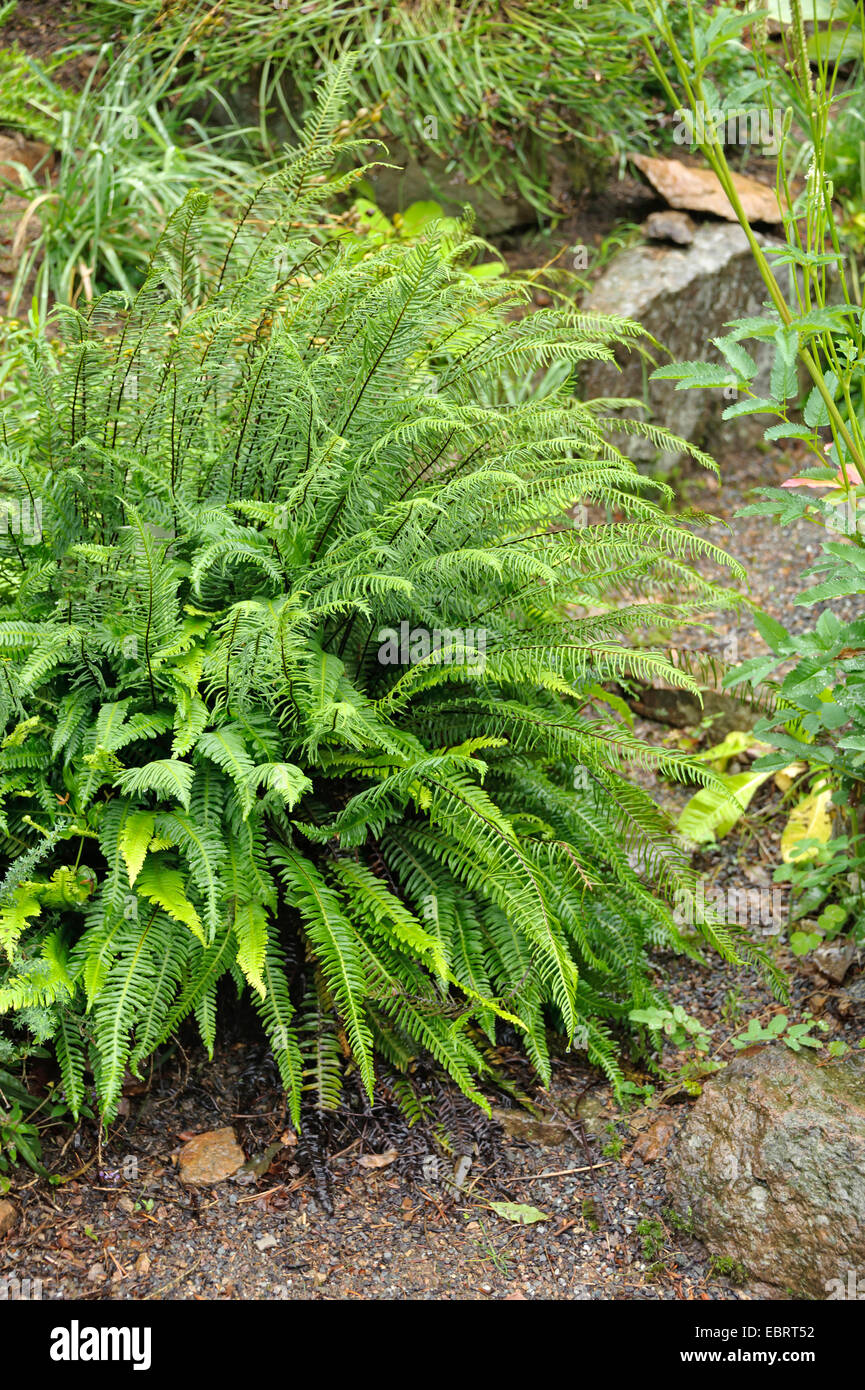 Hard-helecho (Blechnum spicant), como planta ornamental en un jardín, Alemania, Sajonia Foto de stock
