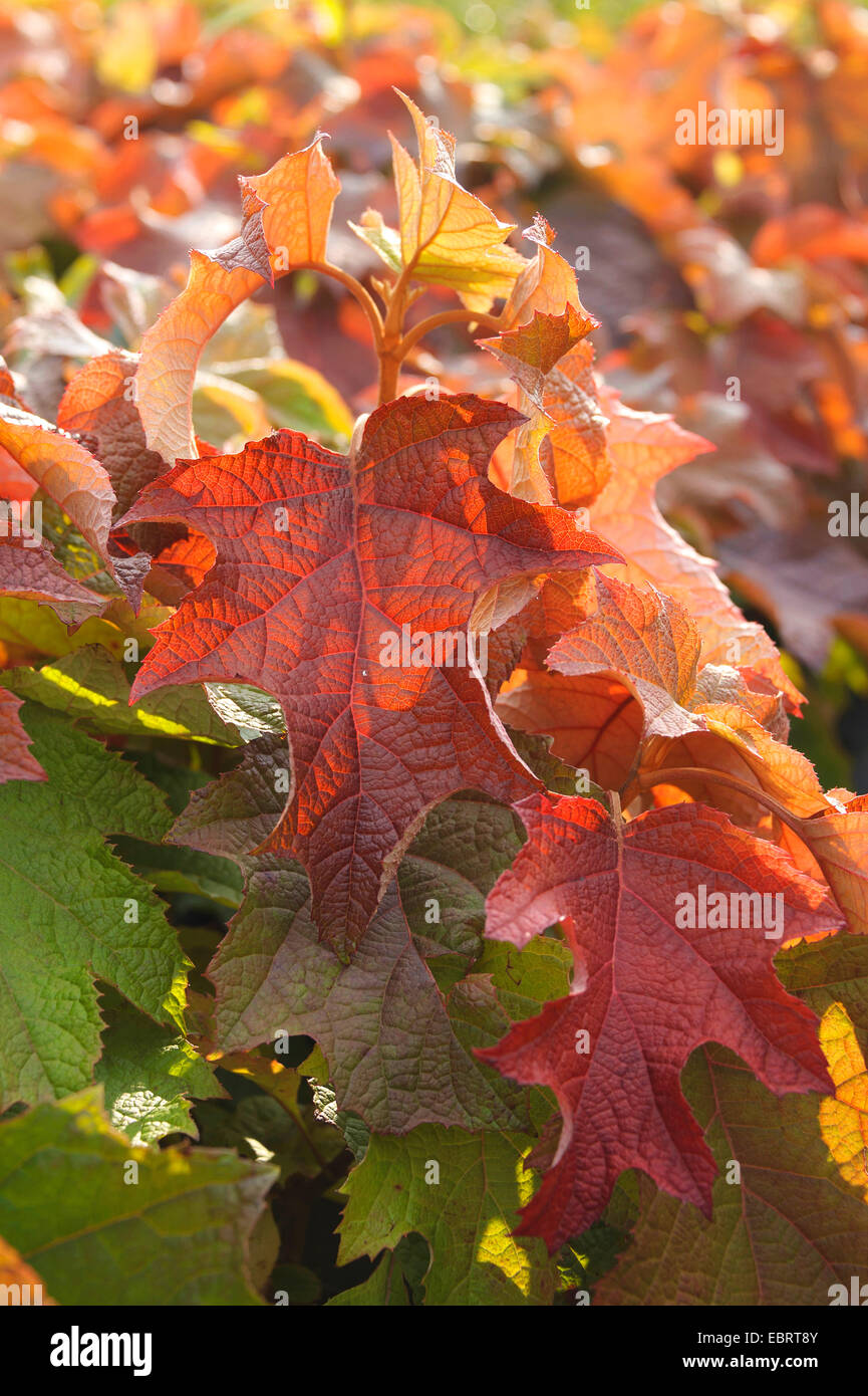 Hojas de Roble (Hydrangea quercifolia hydrangea), follaje de otoño Foto de stock