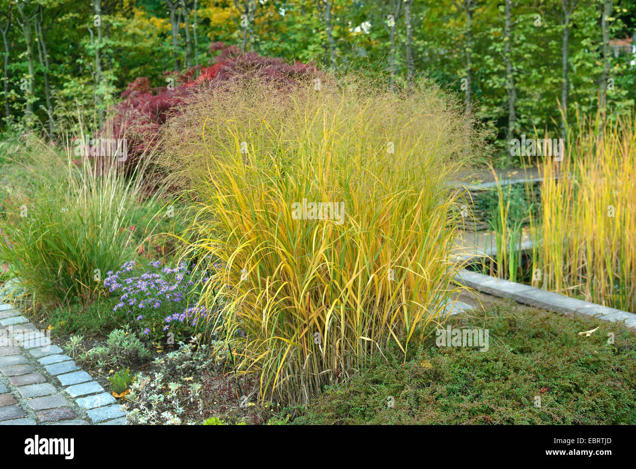 Interruptor antiguo pánico (Panicum virgatum hierba '', Panicum virgatum trictum Strictum), cultivar Strictum, Alemania Foto de stock