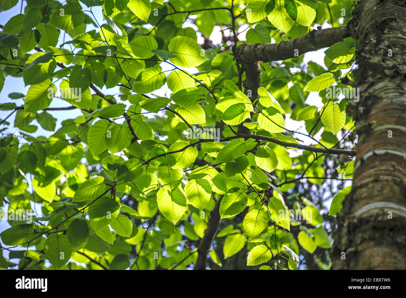 Abedul (Betula maximowicziana monarca), retroiluminación, sucursales en Polonia, Schlo├ƒpark Prillwitz Foto de stock