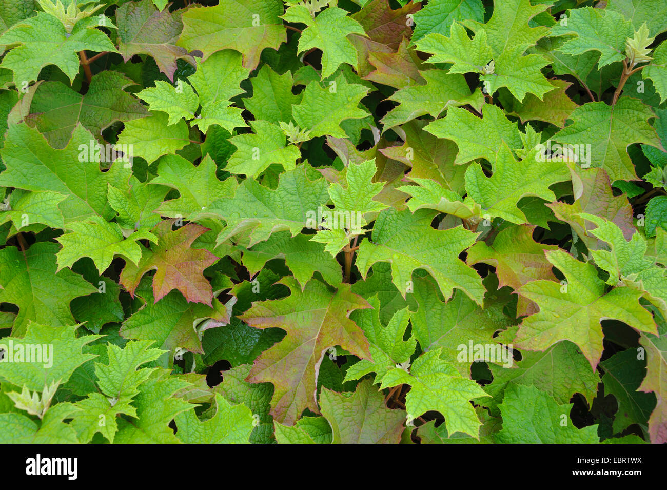 Hojas de Roble (Hydrangea quercifolia hydrangea), follaje, Alemania, Sajonia, Baumschule Sämann, Bautzen Foto de stock