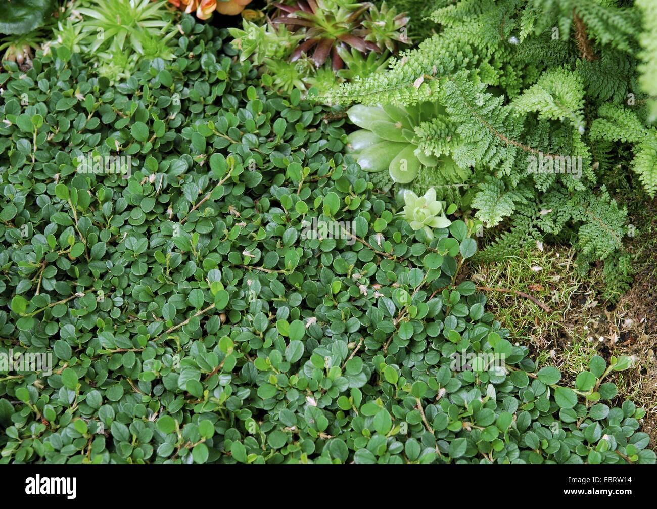 La gayuba Cotoneaster (Cotoneaster dammeri 'Evergreen', Cotoneaster dammeri Evergreen), cultivar Evergreen Foto de stock