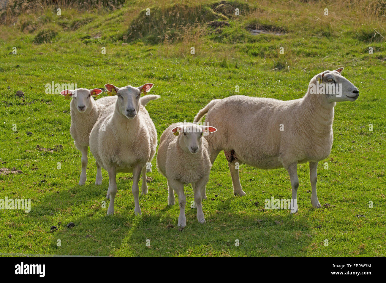 Ovejas domésticas (Ovis ammon f. aries), cuatro ovejas de pie sobre una pastura, Noruega, Hitra Foto de stock