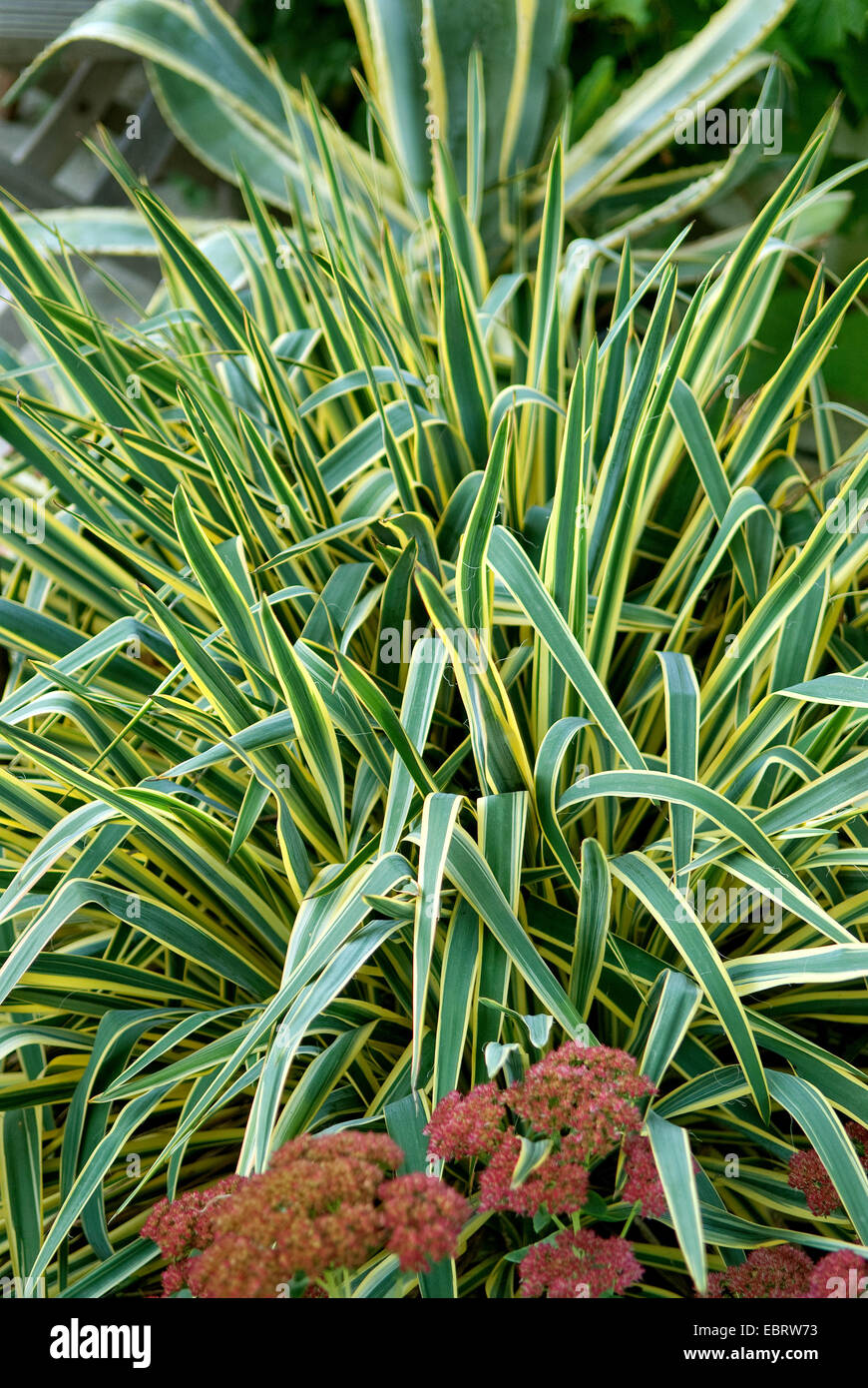 Adam's aguja débiles, hojas de yuca (Yucca filamentosa "brillante", yuca filamentosa de canto canto brillante), cultivar el borde brillante Foto de stock