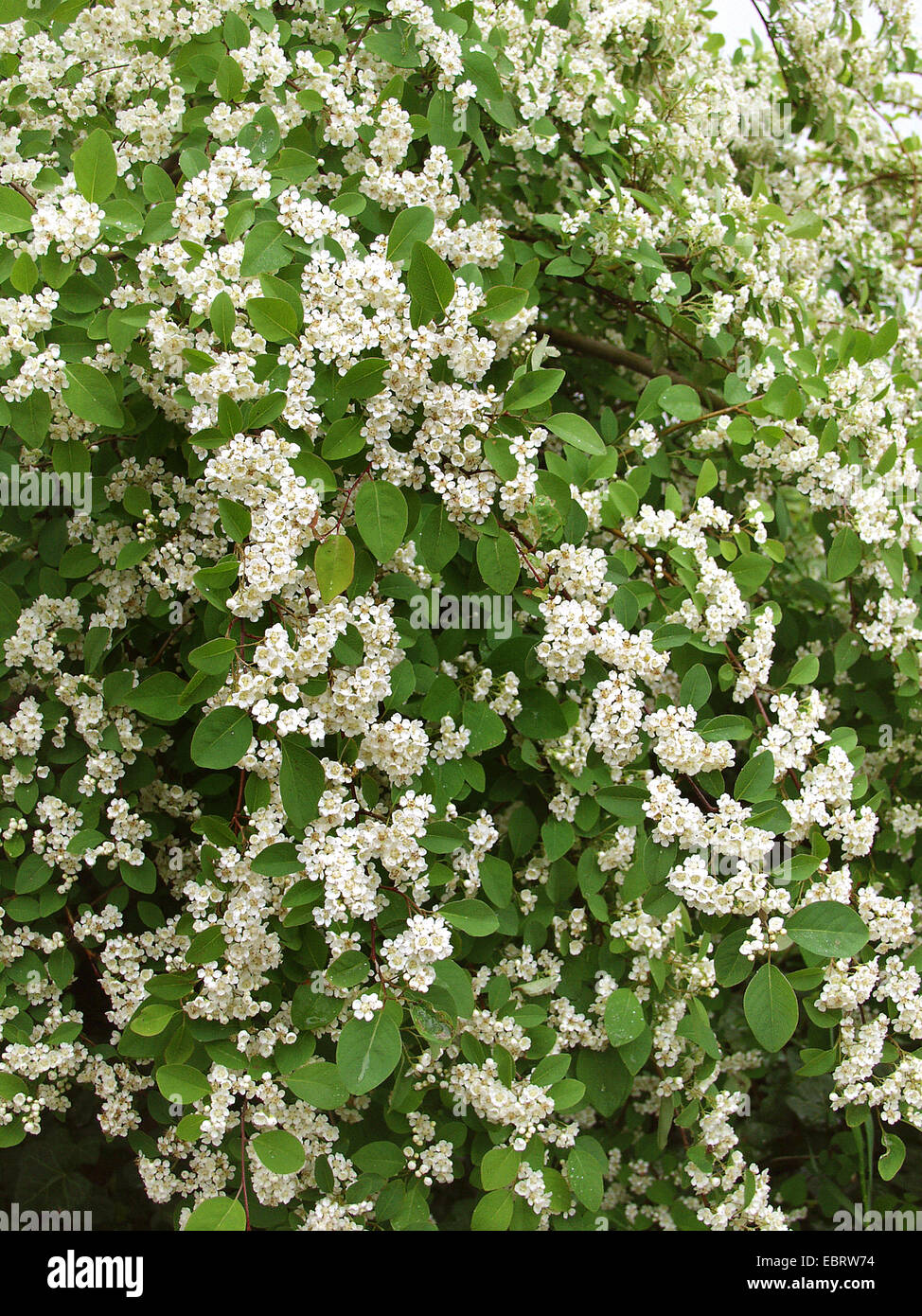 Muchos de flor Cotoneaster (Cotoneaster multiflorus), floreciendo Foto de stock