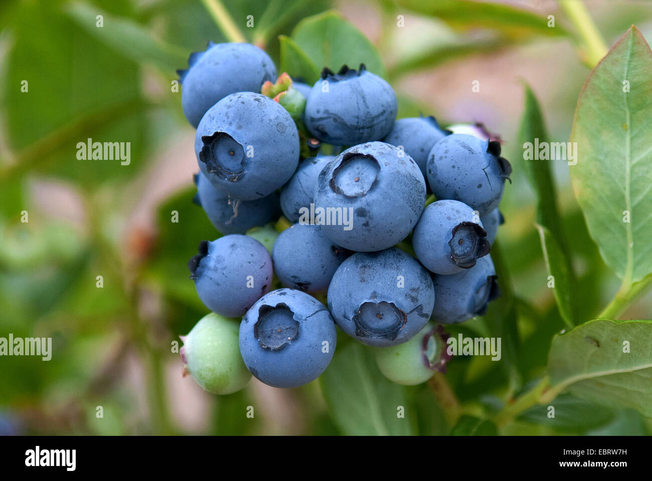 Alta highbush blueberry, Pantano de arándano, Arándano (Vaccinium corymbosum 'Duke', Vaccinium corymbosum Duke), cultivar el duque Foto de stock