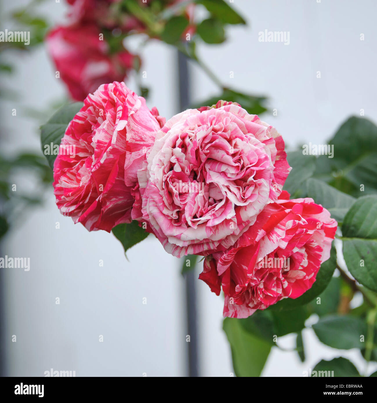 Nostalgie-Rose (Rosa "Mejor impresión"), cultivar mejor impresión Foto de stock