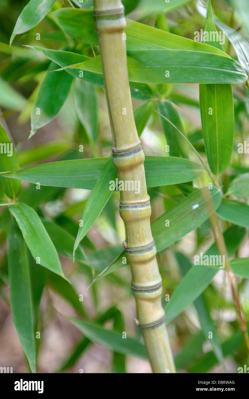 Bolden bambú (Phyllostachys aurea), sprout, Alemania, Hamburgo Foto de stock