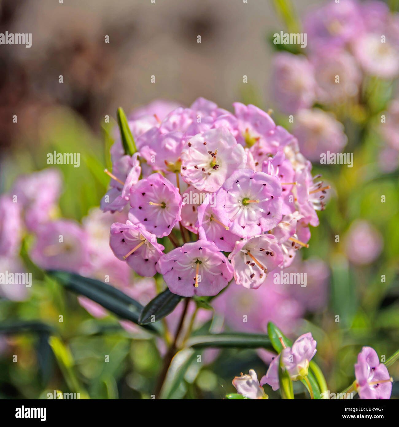 Western bog-laurel, laurel (Kalmia polifolia pálido), floreciendo Foto de stock