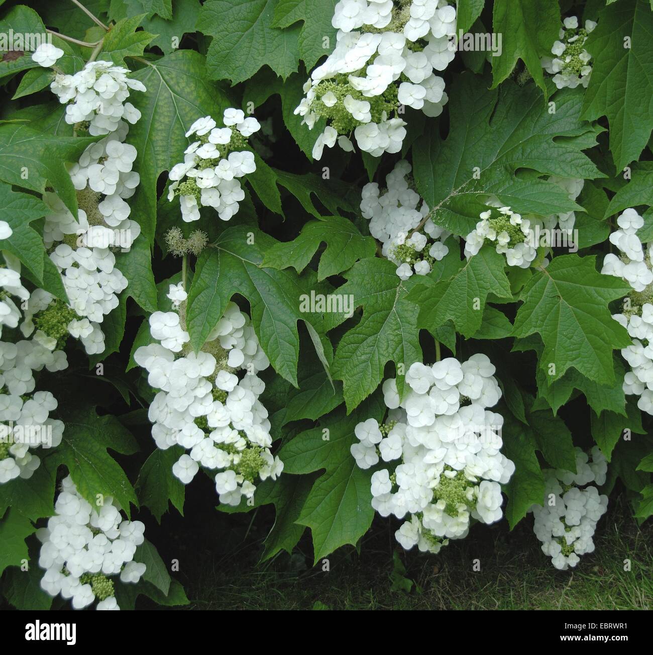 Hojas de Roble (Hydrangea quercifolia hydrangea), floreciendo Foto de stock