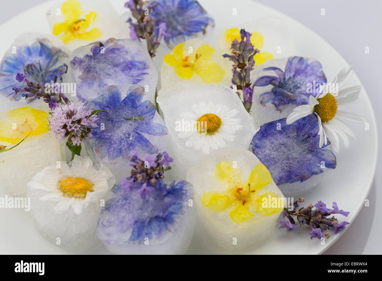 Blossom cubitos de hielo, con aroma de flores comestibles Foto de stock