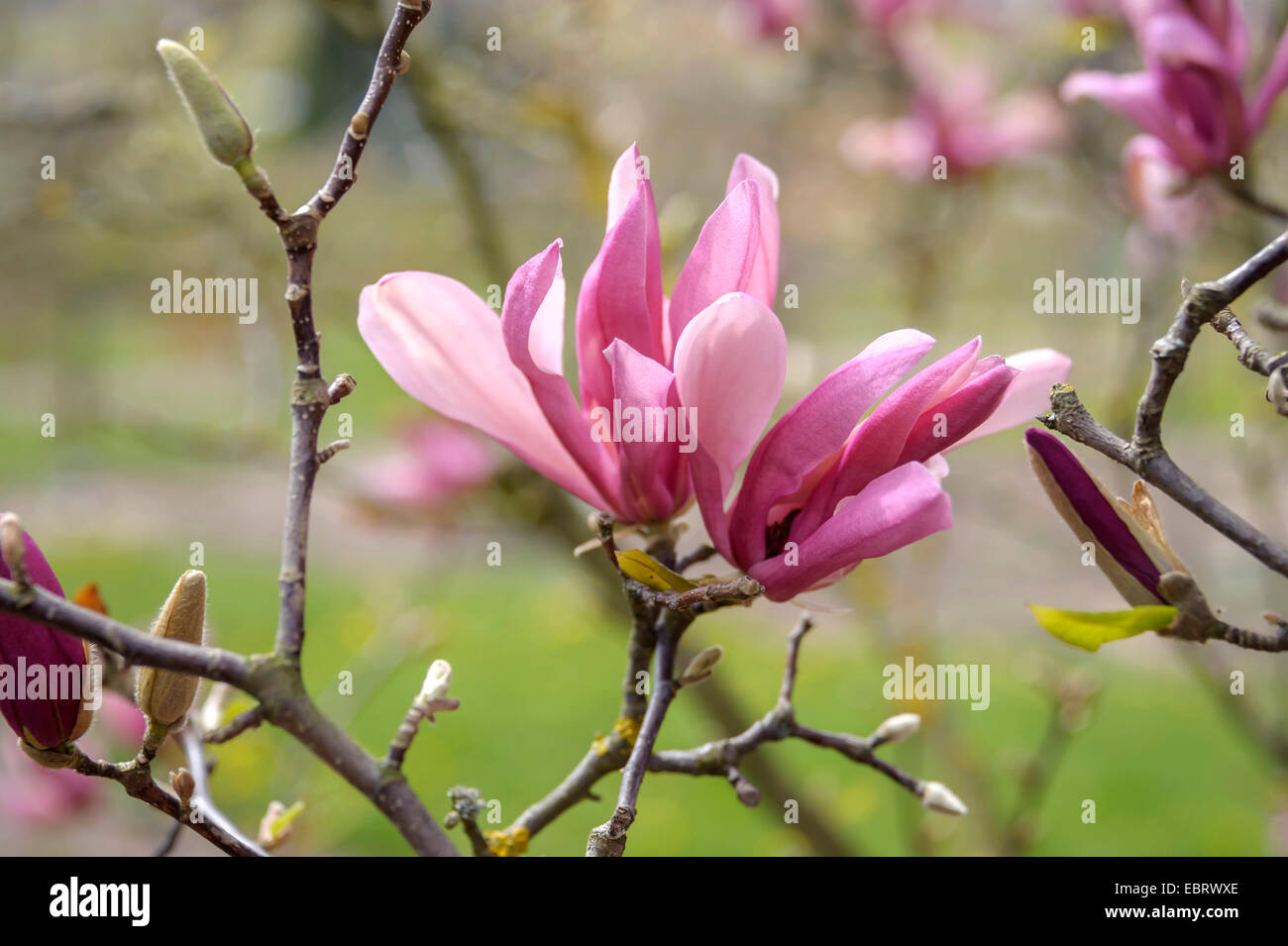 Magnolia púrpura fotografías e imágenes de alta resolución - Alamy