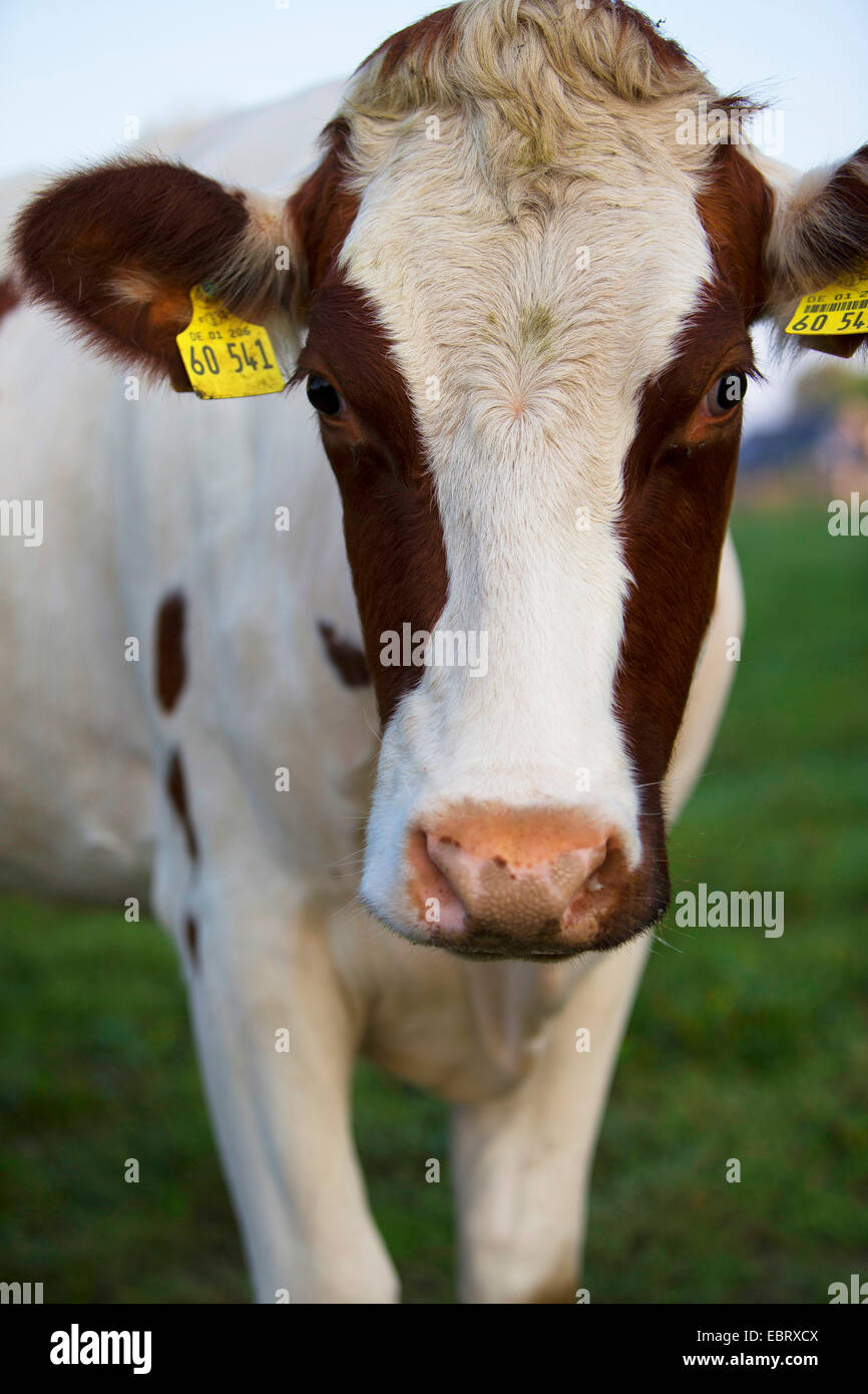 El ganado doméstico (Bos primigenius f. taurus), vacas en los pastos, éticos, cría de Alemania, Schleswig-Holstein Foto de stock