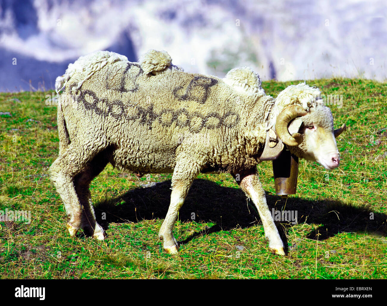 Ovejas domésticas (Ovis ammon f. aries), ovejas con las marcas en la piel en el Massif des Cerces, Francia, Saboya , Hautes-Alpes, Briancon Valloire Foto de stock