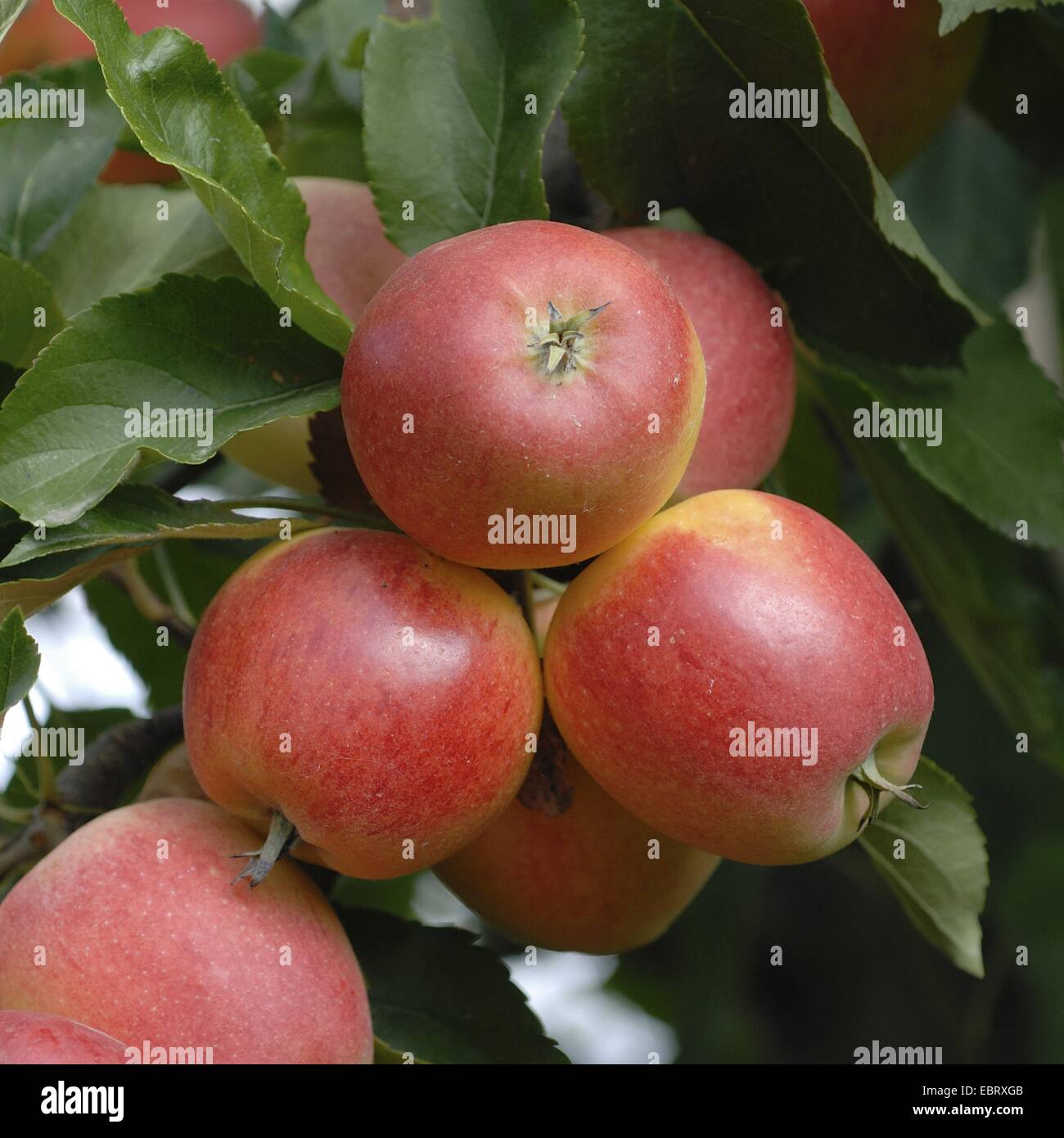 Manzano (Malus domestica 'Gala', Malus domestica), cultivar Gala Gala, manzanas en un árbol Foto de stock