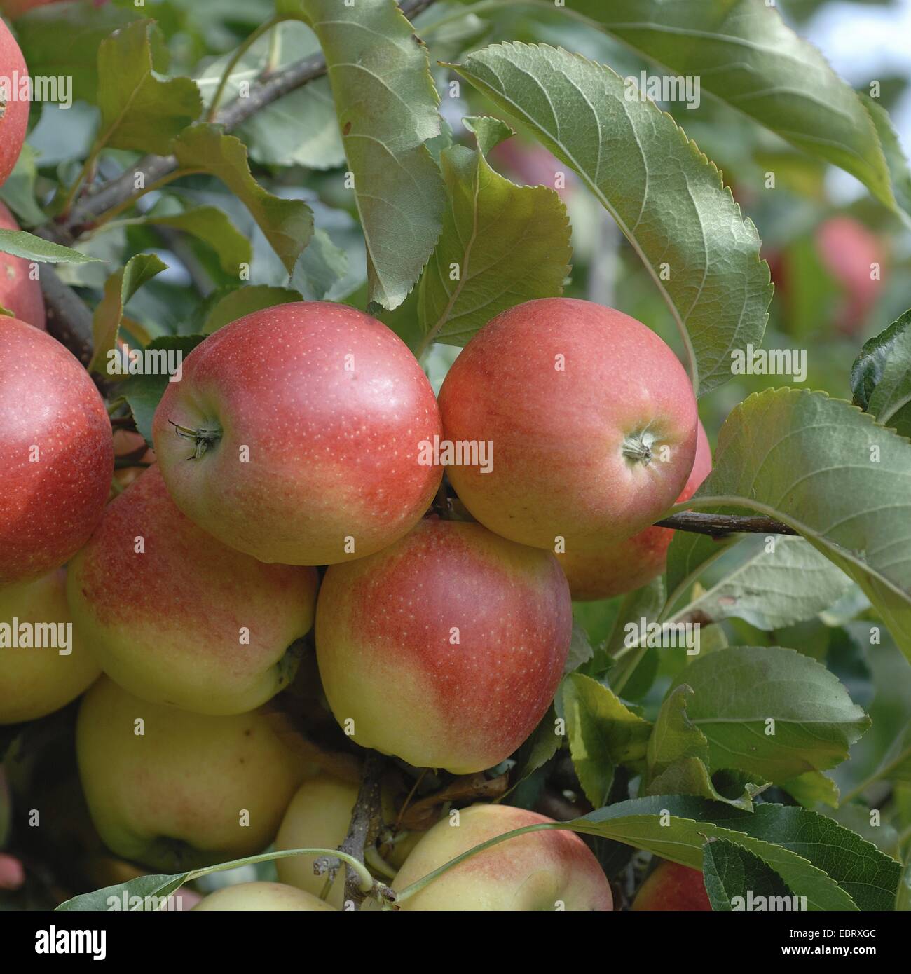 Manzano (Malus domestica 'Gala', Malus domestica), cultivar Gala Gala, manzanas en un árbol Foto de stock