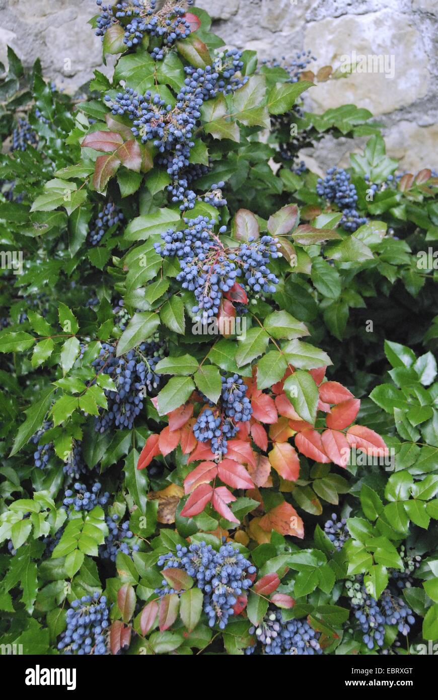 Hojas de acebo oregongrape, uva de Oregon, brillando oregongrape, Tall oregongrape, uva de montaña (Mahonia aquifolium), fructificación Foto de stock