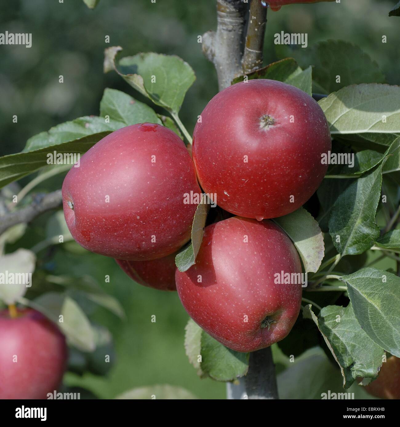Manzano (Malus domestica 'Saturno', Malus domestica), cultivar Saturno Saturno, manzanas de un árbol Foto de stock